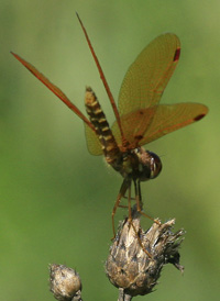 Eastern Amberwing